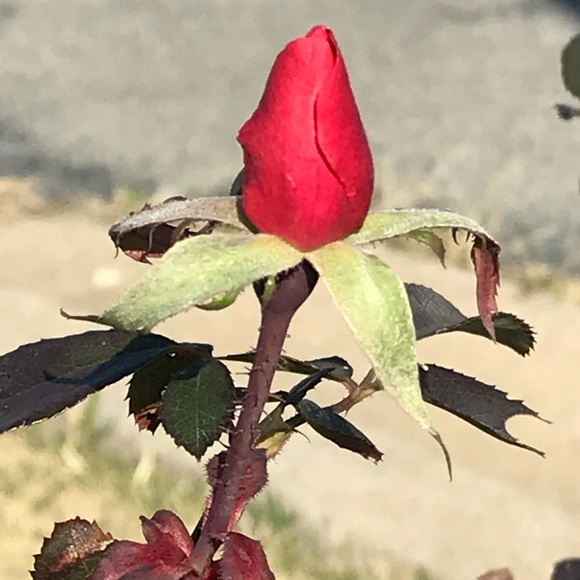 Meet your Posher, Heather - Picture 1 of 1